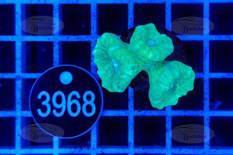 Caulastrea | LPS Koralle | WYSIWYG