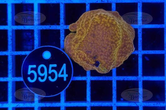 Montipora | SPS Coral | WYSIWYG