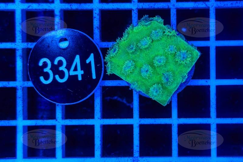 Turbinaria | LPS Coral | WYSIWYG