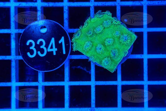 Turbinaria | LPS Coral | WYSIWYG