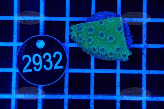 Turbinaria | LPS Coral | WYSIWYG