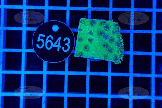 Turbinaria | LPS Coral | WYSIWYG