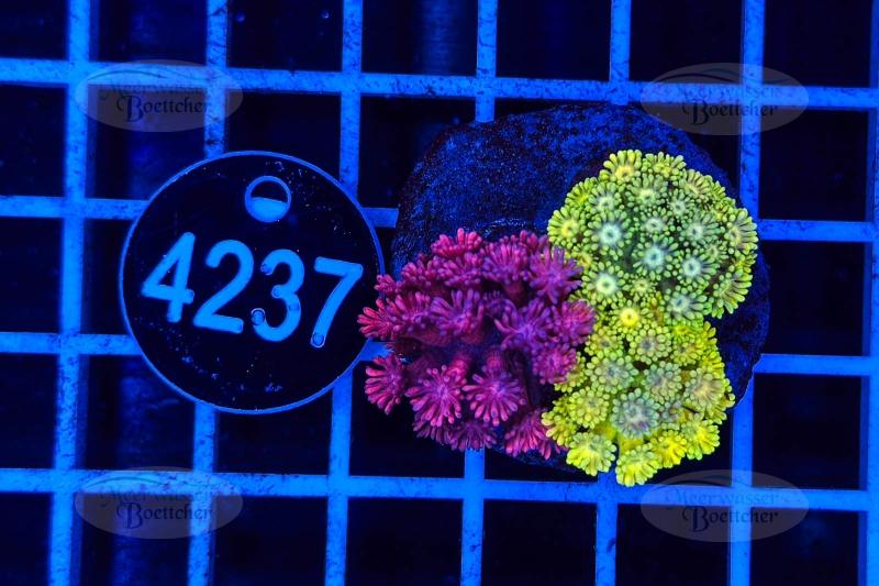 Goniopora Garden | LPS mix | WYSIWYG