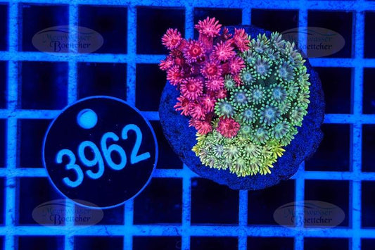 Goniopora Garden | LPS mix | WYSIWYG