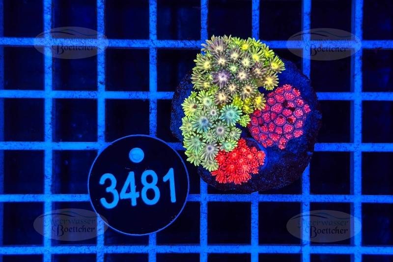 Goniopora Garden | LPS mix | WYSIWYG