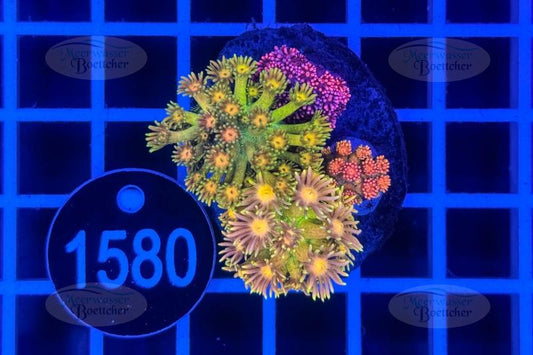 Goniopora Garden | LPS mix | WYSIWYG