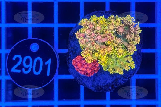 Goniopora Garden | LPS mix | WYSIWYG