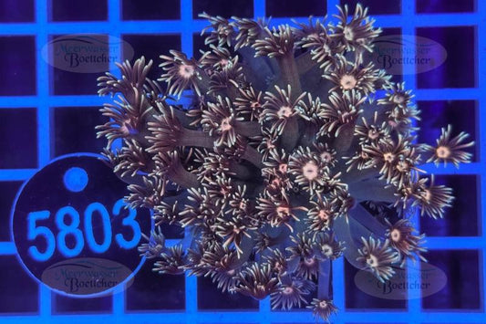 Goniopora | LPS Coral | WYSIWYG