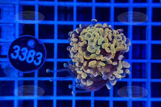 Euphyllia paraancora | LPS Koralle | WYSIWYG