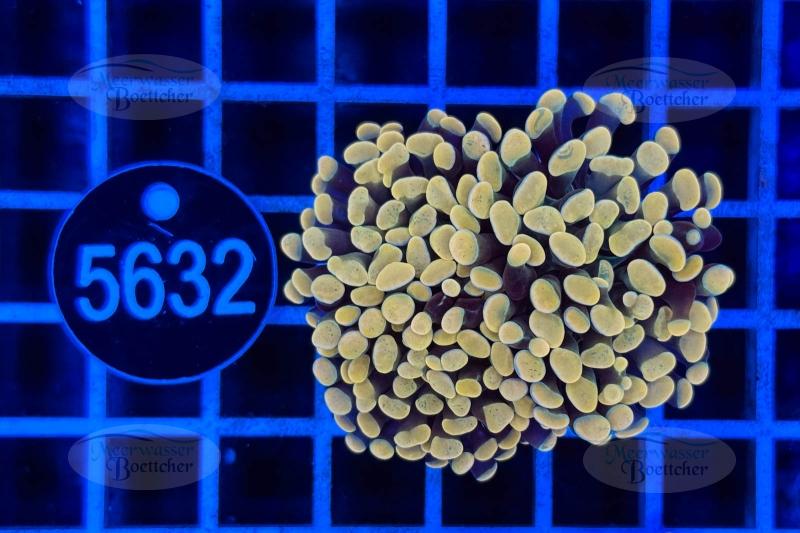 Euphyllia paraancora | LPS Coral | WYSIWYG