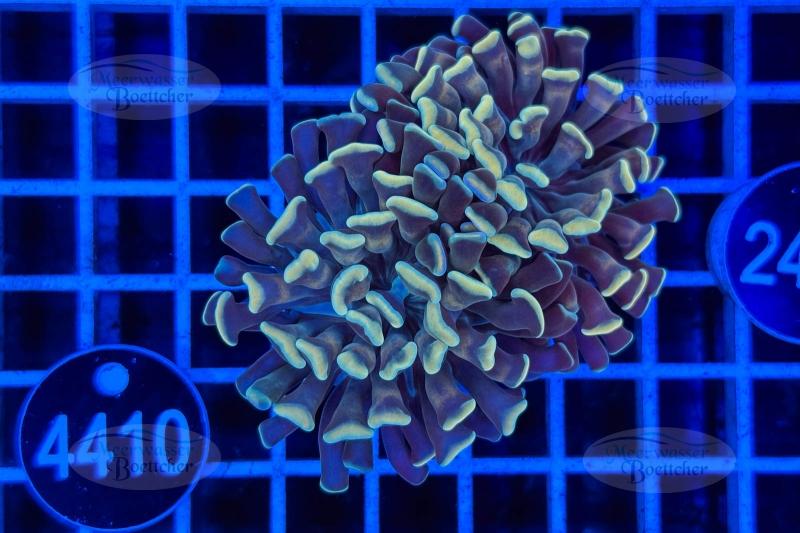 Euphyllia paraancora | LPS Coral | WYSIWYG