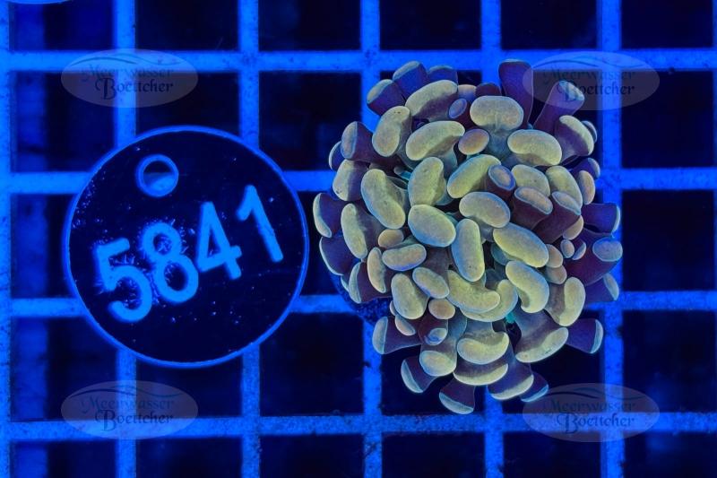 Euphyllia paraancora | LPS Coral | WYSIWYG
