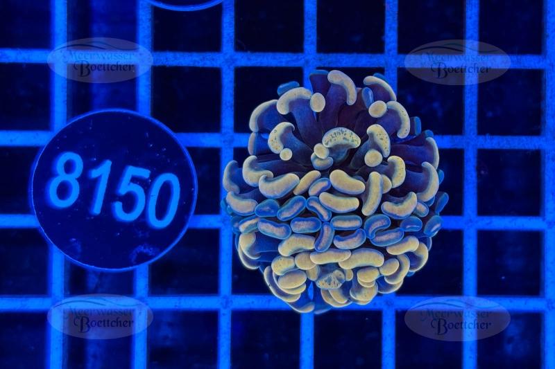 Euphyllia paraancora | LPS Coral | WYSIWYG