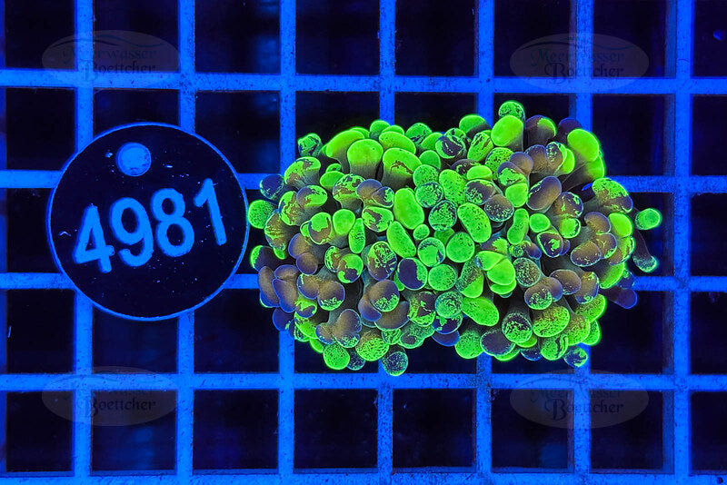 Euphyllia paraancora | LPS Coral | WYSIWYG