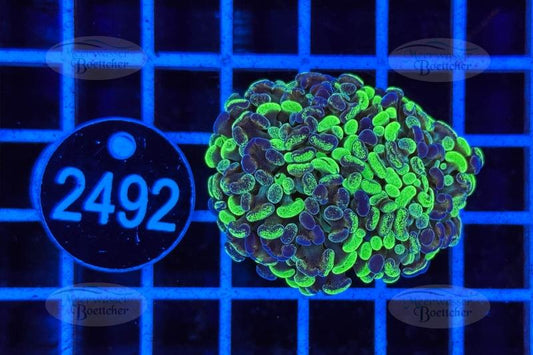 Euphyllia paraancora | LPS Coral | WYSIWYG