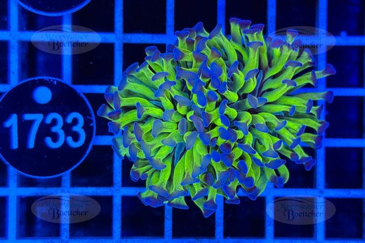 Euphyllia paraancora | LPS Coral | WYSIWYG