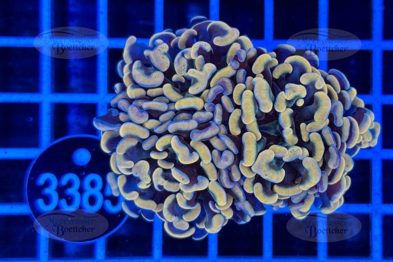 Euphyllia paraancora | LPS Coral | WYSIWYG