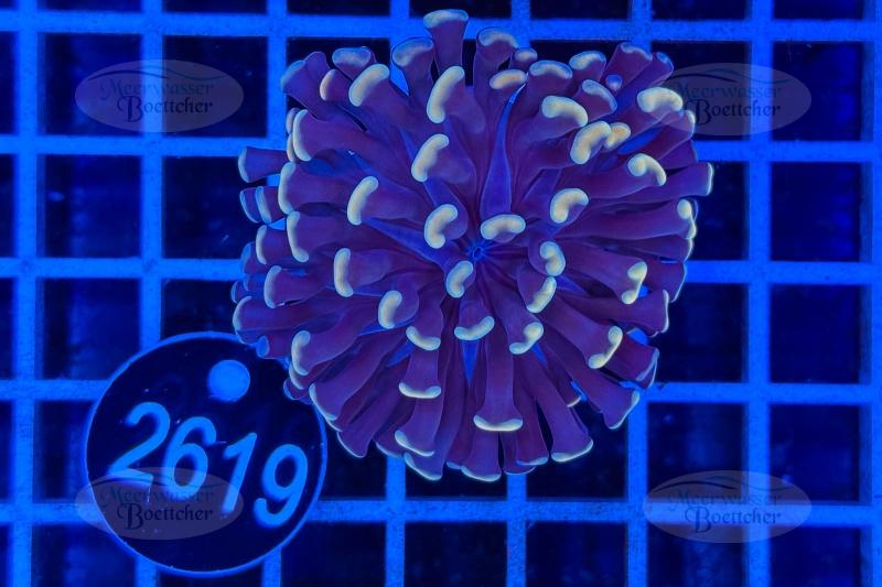 Euphyllia paraancora | LPS Coral | WYSIWYG