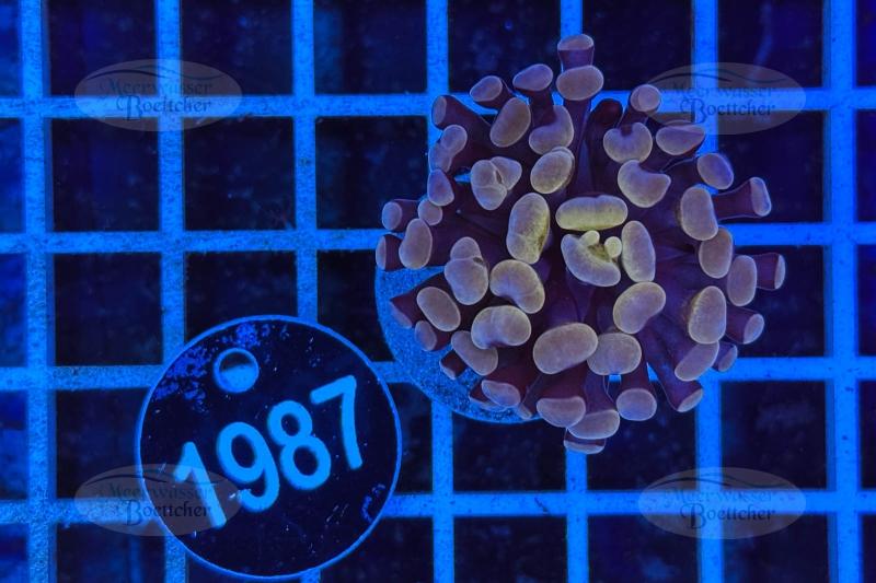 Euphyllia paraancora | Corail LPS | WYSIWYG