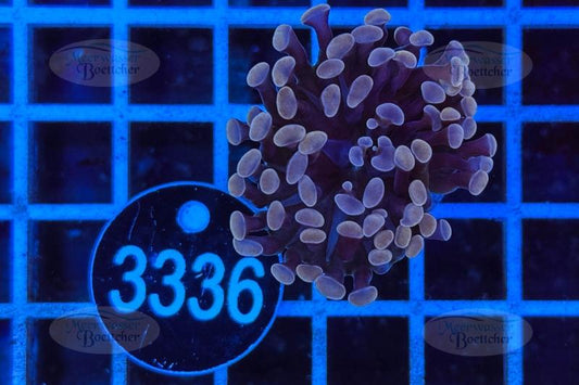 Euphyllia paraancora | LPS Koralle | WYSIWYG