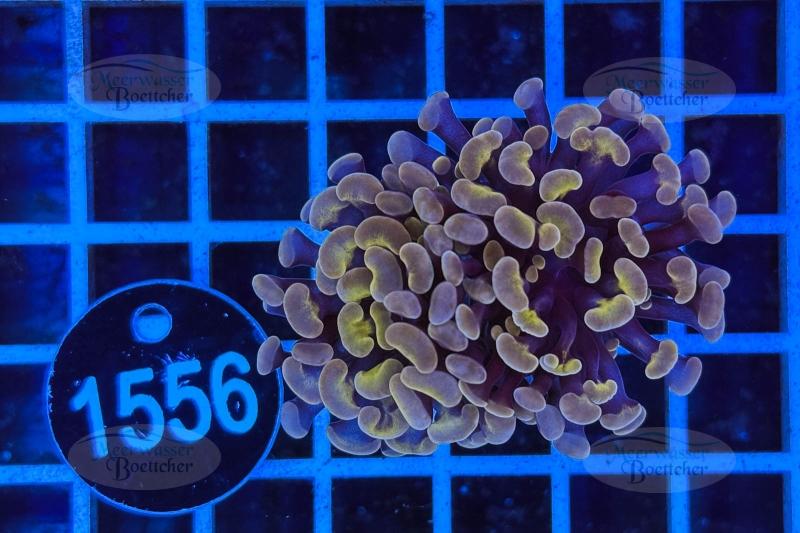 Euphyllia paraancora | Corail LPS | WYSIWYG