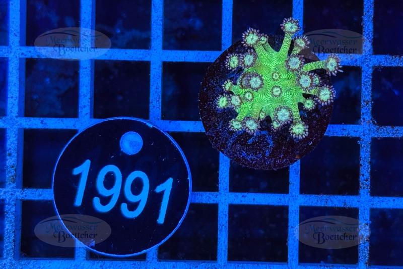 Goniopora Galaxy | Corail LPS | WYSIWYG