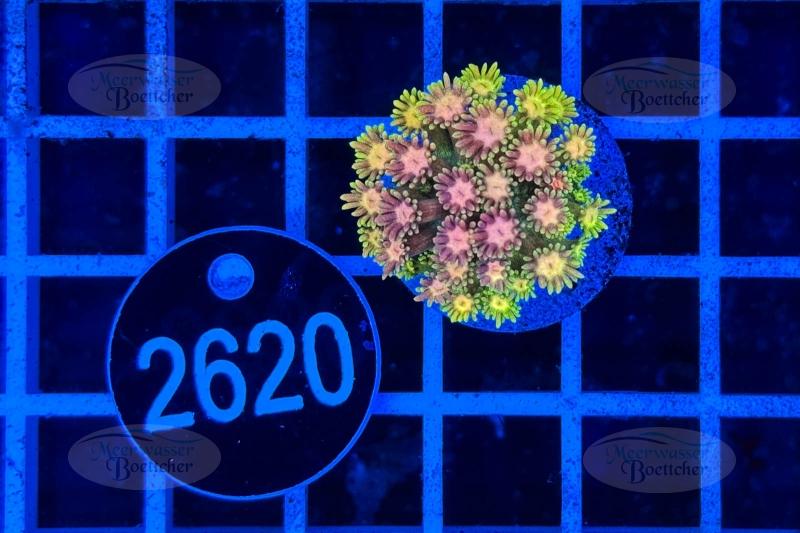 Goniopora Rainbow | Corail LPS | WYSIWYG