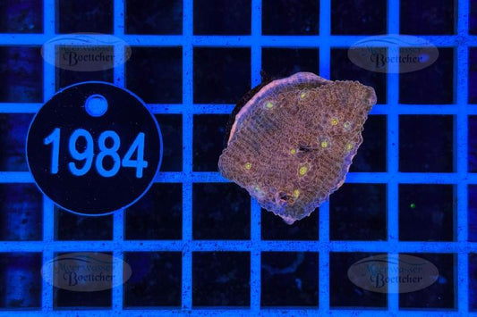 Chalice Frag | LPS Coral | WYSIWYG