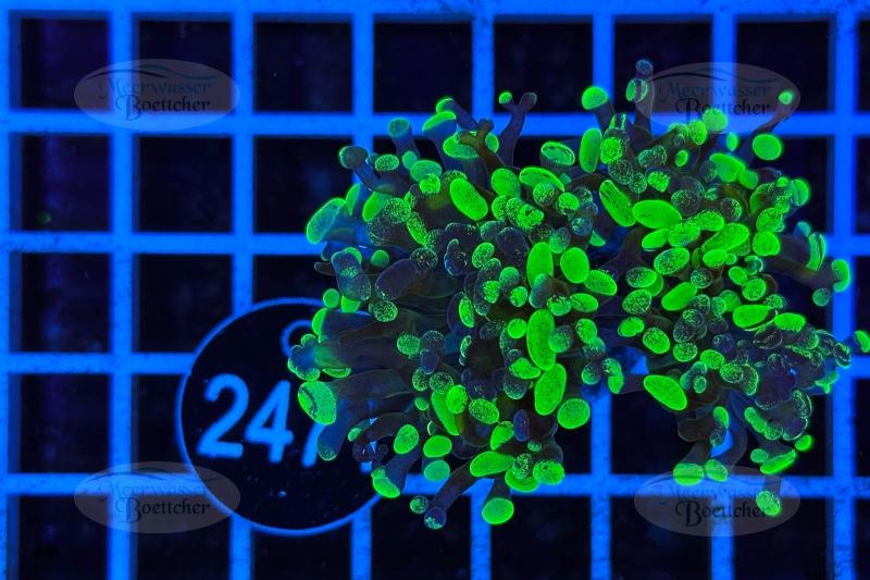 Euphyllia paradivisa | LPS Coral | WYSIWYG