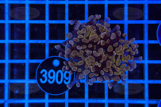 Euphyllia paradivisa | LPS Coral | WYSIWYG