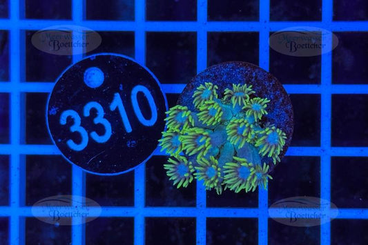 Goniopora | LPS Coral | WYSIWYG