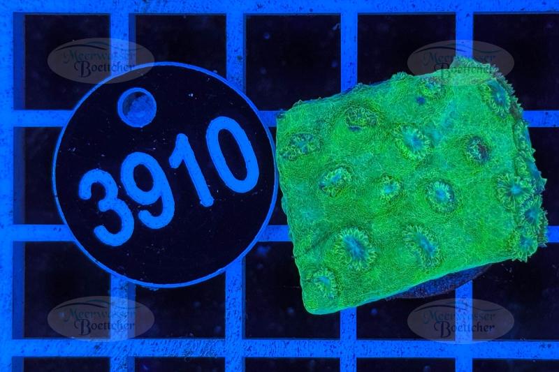 Turbinaria | LPS Coral | WYSIWYG