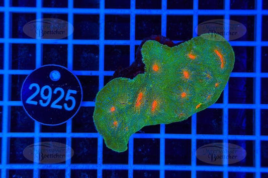 Echinophyllia | LPS Coral | WYSIWYG