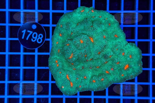 Echinophyllia | LPS Coral | WYSIWYG