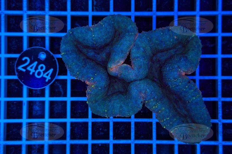 Lobophyllia | LPS Koralle | WYSIWYG