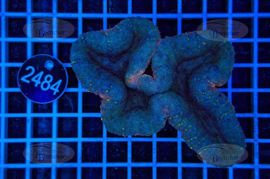 Lobophyllia | LPS Coral | WYSIWYG