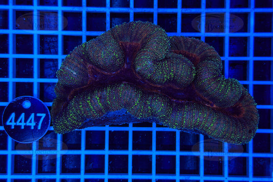 Lobophyllia | LPS Coral | WYSIWYG