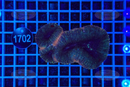 Lobophyllia | LPS Coral | WYSIWYG