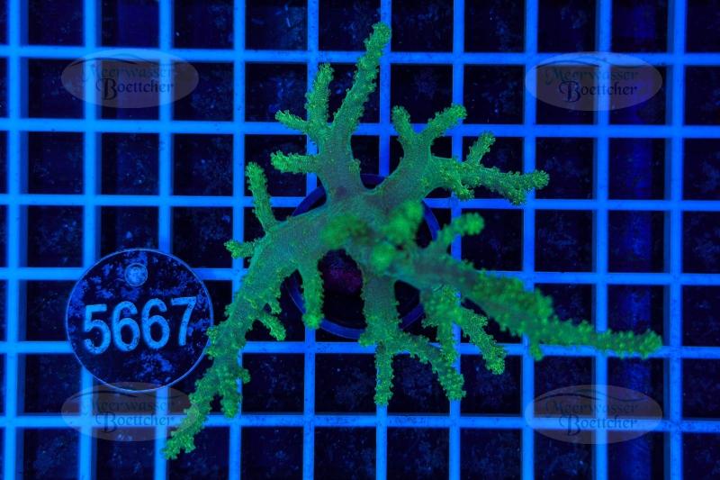 Sinularia | Soft coral | WYSIWYG