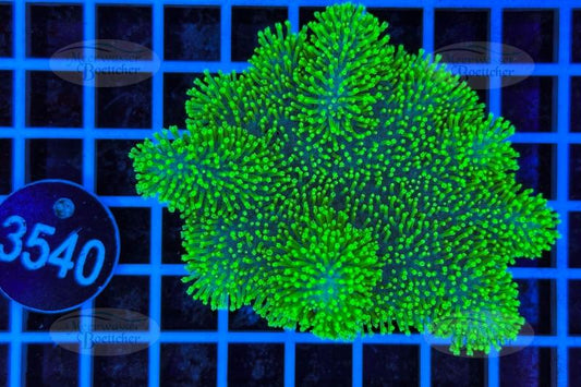 Sarcophyton | Soft coral | WYSIWYG