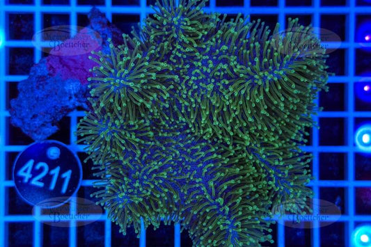 Sarcophyton | Soft coral | WYSIWYG