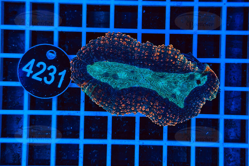 Lobophyllia | LPS Coral | WYSIWYG