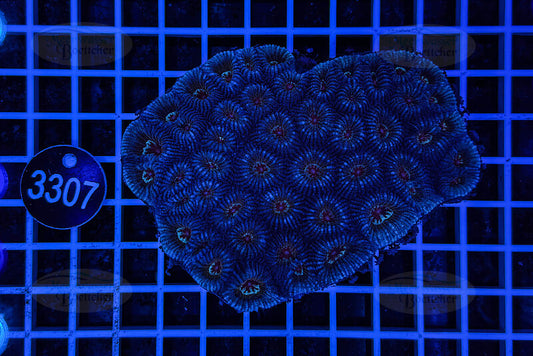 Goniastrea | LPS Coral | WYSIWYG