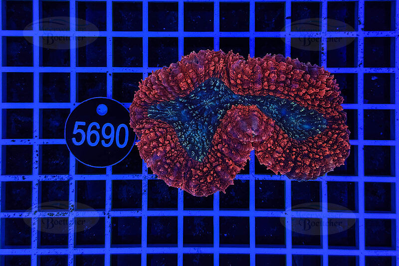 Lobophyllia | LPS Coral | WYSIWYG