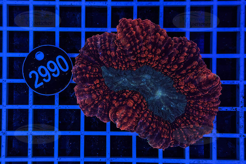 Lobophyllia | LPS Coral | WYSIWYG