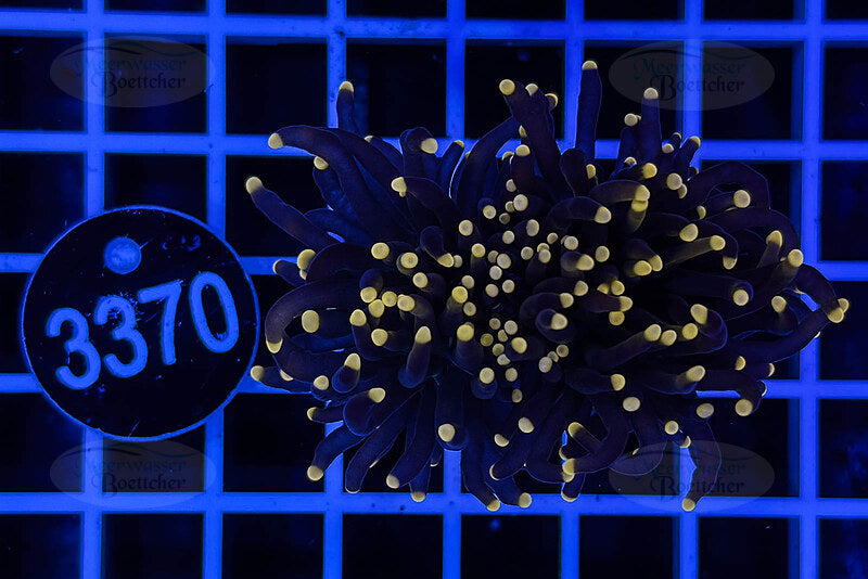 Euphyllia glabrescens | LPS Coral | WYSIWYG