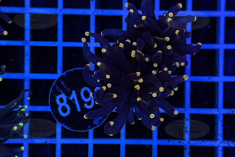 Euphyllia glabrescens | LPS Coral | WYSIWYG