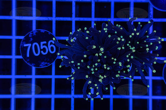 Euphyllia glabrescens | LPS Coral | WYSIWYG