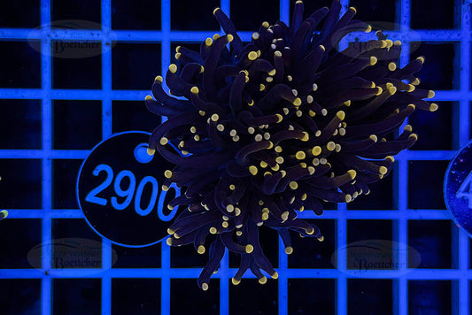 Euphyllia glabrescens | LPS Coral | WYSIWYG