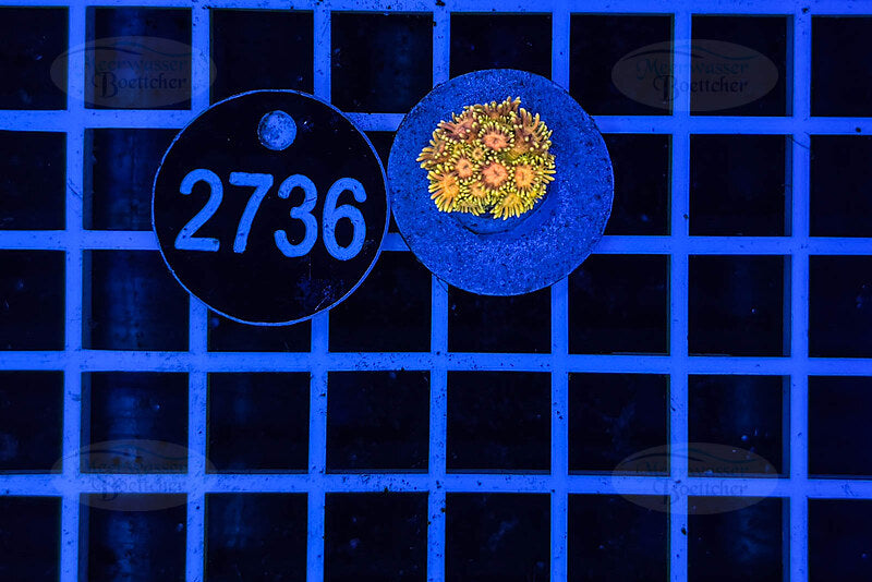 Goniopora Rainbow | LPS Coral | WYSIWYG